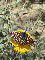 Euphydryas chalcedona hennei