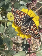 Euphydryas chalcedona hennei