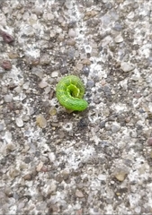 Phlogophora meticulosa