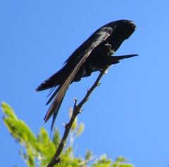 Psalidoprocne pristoptera