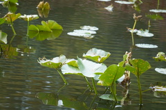 Nuphar advena