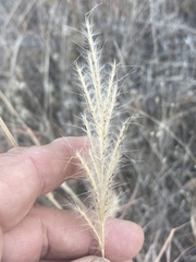 Bothriochloa laguroides