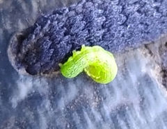 Phlogophora meticulosa