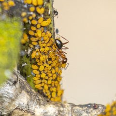 Formica pallidefulva