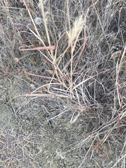 Bothriochloa laguroides