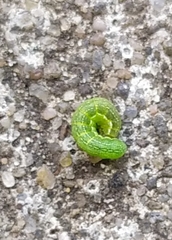 Phlogophora meticulosa