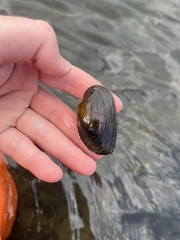 Strophitus undulatus