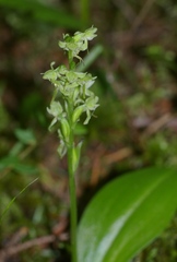 Platanthera obtusata