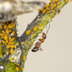 Formica pallidefulva