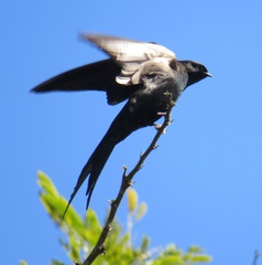 Psalidoprocne pristoptera