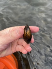 Strophitus undulatus