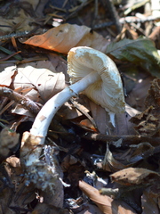 Lepiota magnispora