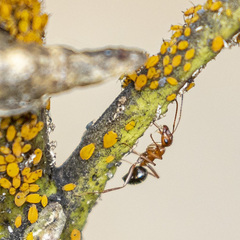 Formica pallidefulva