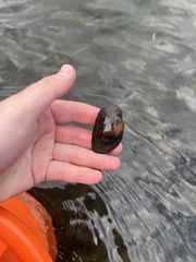 Strophitus undulatus