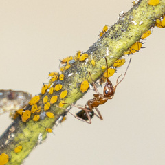 Formica pallidefulva