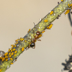 Formica pallidefulva