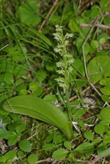 Platanthera obtusata