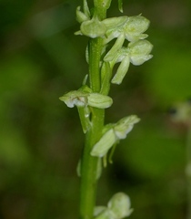 Platanthera obtusata