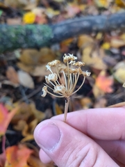 Allium tricoccum