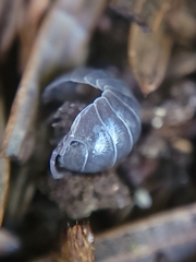 Armadillidium vulgare