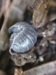 Armadillidium vulgare