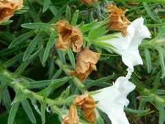 Lobostemon fruticosus