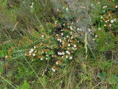 Lobostemon fruticosus