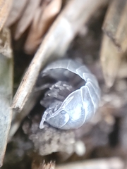 Armadillidium vulgare