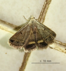 Acantholipes trimeni