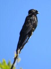 Psalidoprocne pristoptera