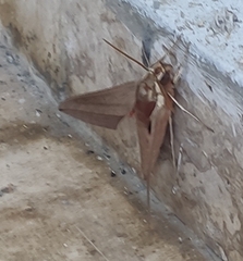 Theretra alecto