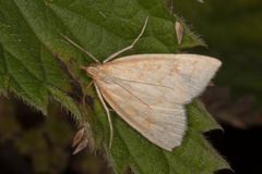 Udea lutealis