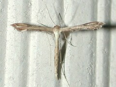 Stenoptilodes brevipennis