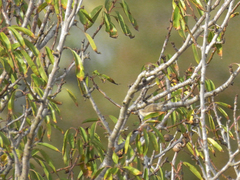 Curruca iberiae