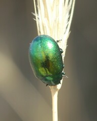 Chrysolina herbacea