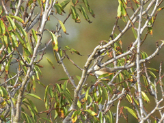 Curruca iberiae