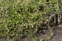 Caryophyllaceae
