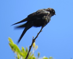 Psalidoprocne pristoptera