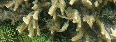 Montipora digitata