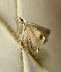 Acantholipes trimeni