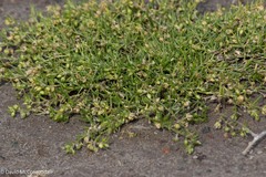 Caryophyllaceae