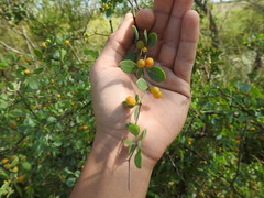 Lycium boerhaviifolium