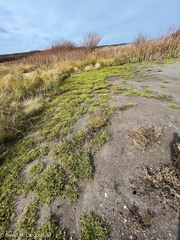 Caryophyllaceae
