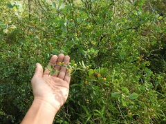 Lycium boerhaviifolium
