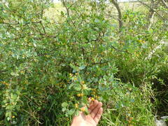 Lycium boerhaviifolium