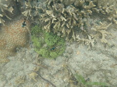 Dascyllus trimaculatus