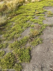 Caryophyllaceae