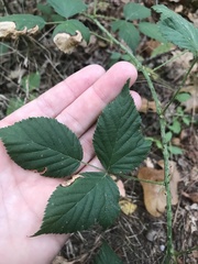 Rubus flagellaris