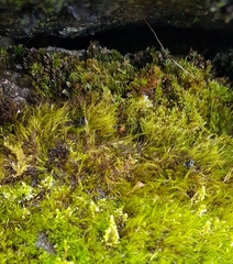 Flexitrichum gracile