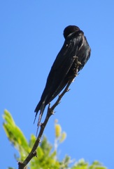 Psalidoprocne pristoptera